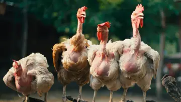 Backdrop to the movie "Hen" #796834