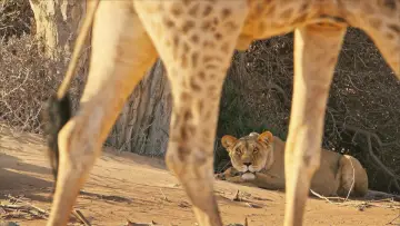 Backdrop to the movie "Lions of the Skeleton Coast" #880745