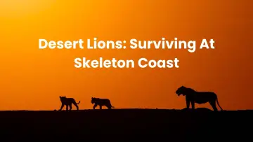 Backdrop to the movie "Lions of the Skeleton Coast" #880747