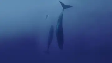Backdrop to the movie "Freediver" #791618
