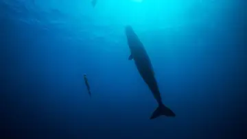 Backdrop to the movie "Freediver" #791622