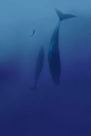 Poster to the movie "Freediver" #791627