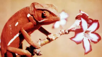 Backdrop to the movie "Animals Are Beautiful People" #1175243