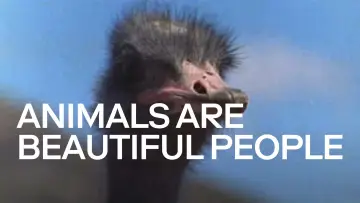 Backdrop to the movie "Animals Are Beautiful People" #1175244