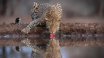 Backdrop to the movie "Mashatu: Land of Leopards" #1629373