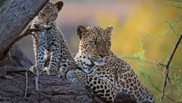 Backdrop to the movie "Mashatu: Land of Leopards" #1629375
