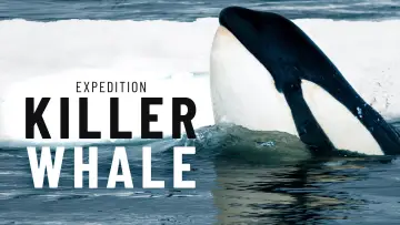 Backdrop to the movie "Expedition Killer Whale" #880371