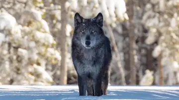 Backdrop to the movie "Une année parmi les loups" #977773