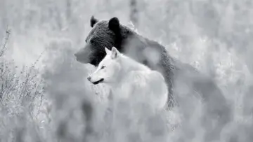 Backdrop to the movie "Une année parmi les loups" #977774