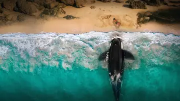 Backdrop to the movie "Killer Whale" #815979