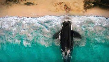 Backdrop to the movie "Killer Whale" #815980