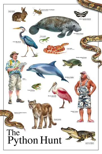 Poster to the movie "The Python Hunt" #819924