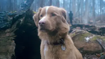 Backdrop to the movie "Good Boy" #517162