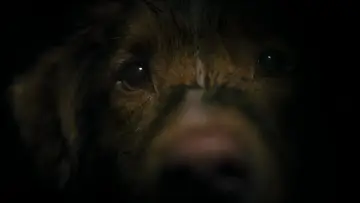 Backdrop to the movie "Good Boy" #770379