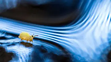 Backdrop to the movie "Springtails: The hidden soldiers of Earth" #1617147