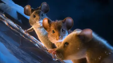Backdrop to the movie "A Mouse Hunt for Christmas" #556121