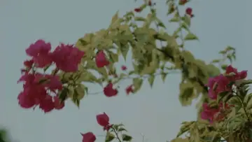 Backdrop to the movie "My Father