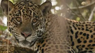 Backdrop to the movie "Au nom des jaguars" #1191125