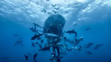 Backdrop to the movie "Ocean with David Attenborough" #617829