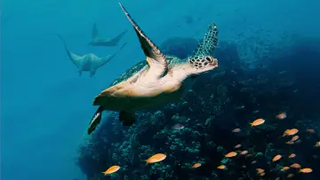 Backdrop to the movie "Ocean with David Attenborough" #617832