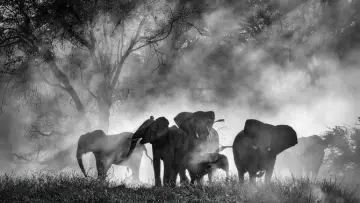 Backdrop to the movie "Ghost Elephants" #670882