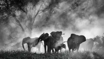 Backdrop to the movie "Ghost Elephants" #764742