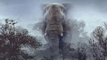 Backdrop to the movie "Ghost Elephants" #764744