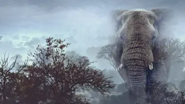 Backdrop to the movie "Ghost Elephants" #764749