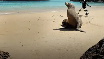 Backdrop to the movie "Guardians of the Galapagos" #720067