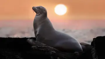 Backdrop to the movie "Sea Lions of the Galapagos" #719352