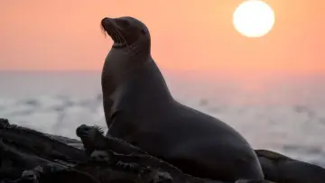 Backdrop to the movie "Sea Lions of the Galapagos" #719353