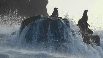 Backdrop to the movie "Sea Lions of the Galapagos" #719354
