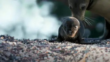 Backdrop to the movie "Sea Lions of the Galapagos" #719355