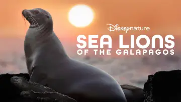Backdrop to the movie "Sea Lions of the Galapagos" #719359