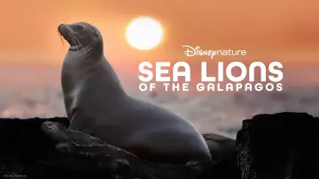 Backdrop to the movie "Sea Lions of the Galapagos" #719360