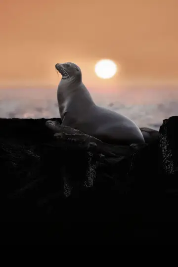Poster to the movie "Sea Lions of the Galapagos" #719379