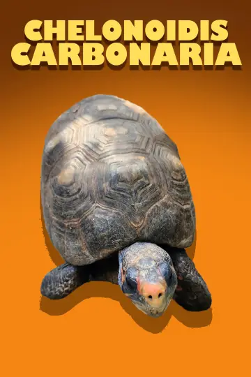 Poster to the movie "Chelonoidis Carbonaria" #967616
