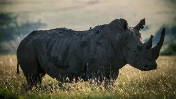 Backdrop to the movie "Rhino" #923505