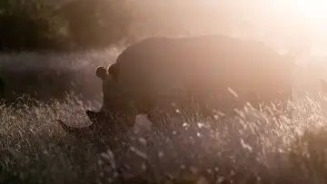 Backdrop to the movie "Rhino" #923506