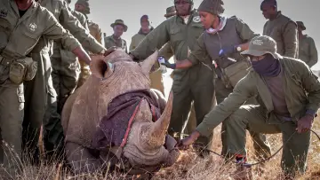 Backdrop to the movie "Rhino" #923509