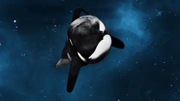 Backdrop to the movie "Blackfish" #1042828