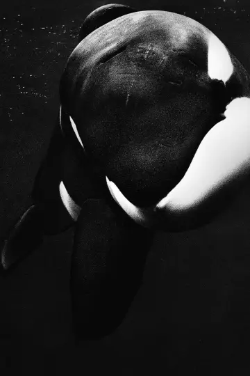 Poster to the movie "Blackfish" #1042831