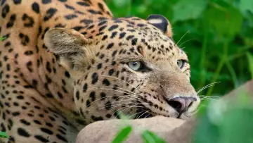 Backdrop to the movie "Leopard Dynasty – The Rise of Rana" #1635122