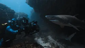 Backdrop to the movie "Sharks Up Close with Bertie Gregory" #792995