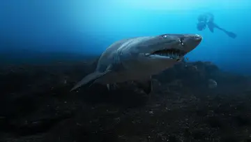 Backdrop to the movie "Sharks Up Close with Bertie Gregory" #792996
