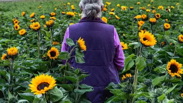 Backdrop to the movie "Sunphlowers" #980022