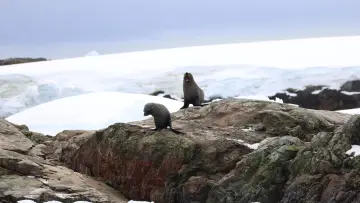 Backdrop to the movie "Antarctica" #670571