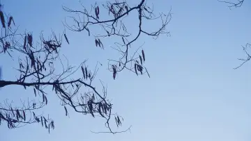 Backdrop to the movie "The Leaf Covered in Hoarfrost" #776780