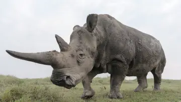 Backdrop to the movie "The Last Rhinos: A New Hope" #1583560