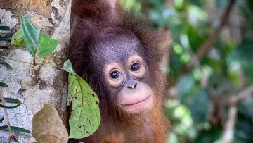 Backdrop to the movie "Orang Utans - Keepers of the Jungle" #922235